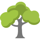 Magnolia Tree Removal Service