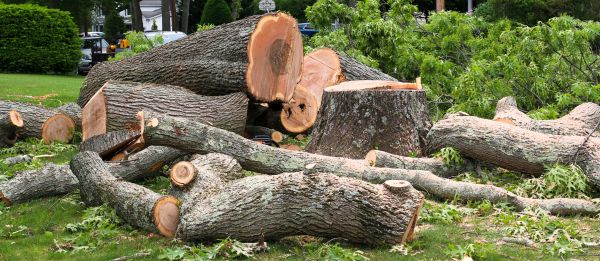 Cost of Large Tree Removal in Magnolia