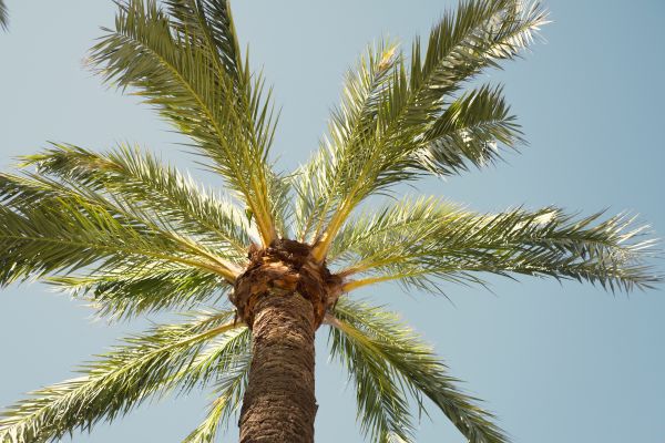 Cost of Palm Tree Removal in Magnolia