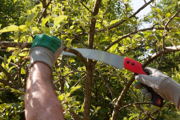 Cost of Small Tree Removal in Magnolia