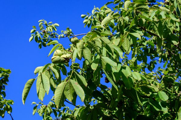 Cost of Walnut Tree Removal in Magnolia
