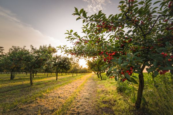 Cost of Cherry Tree Removal in Magnolia