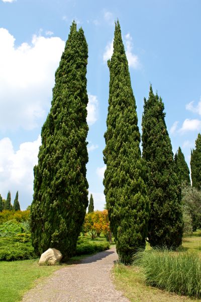 Cost of Cypress Tree Removal in Magnolia