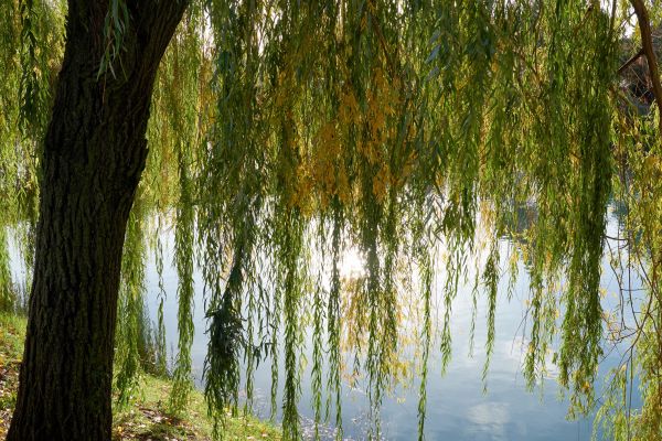Cost of Willow Tree Removal in Magnolia