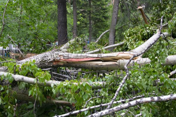 Cost of Birch Tree Removal in Magnolia