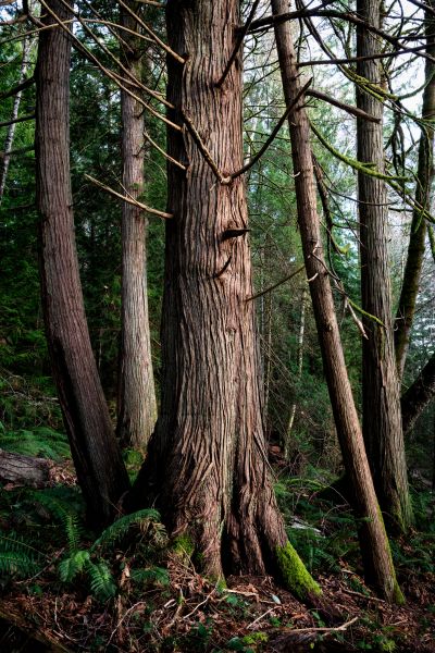 Cost of Cedar Tree Removal in Magnolia