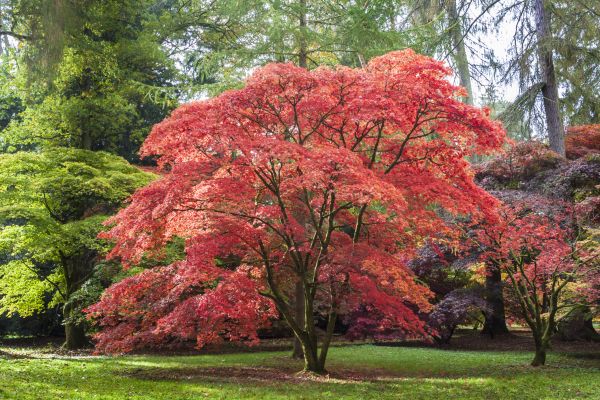 Cost of Maple Tree Removal in Magnolia