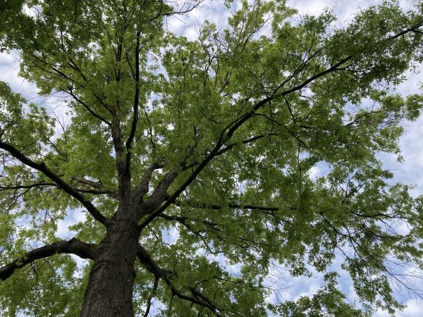 Cost of Oak Tree Removal in Magnolia