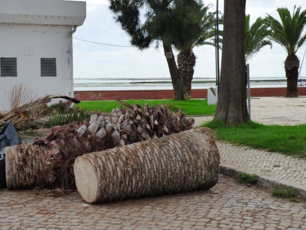 Cost of Palm Trees Removal in Magnolia
