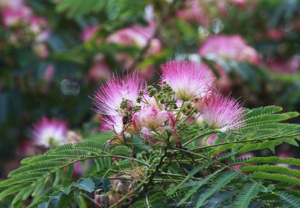 Cost of Mimosa Tree Removal in Magnolia