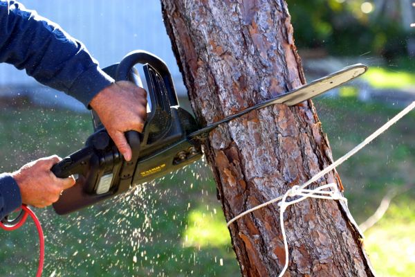 Cost of Dead Tree Removal in Magnolia