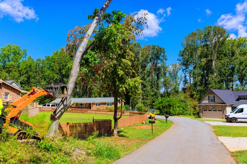 Tree Removal Equipment in Use