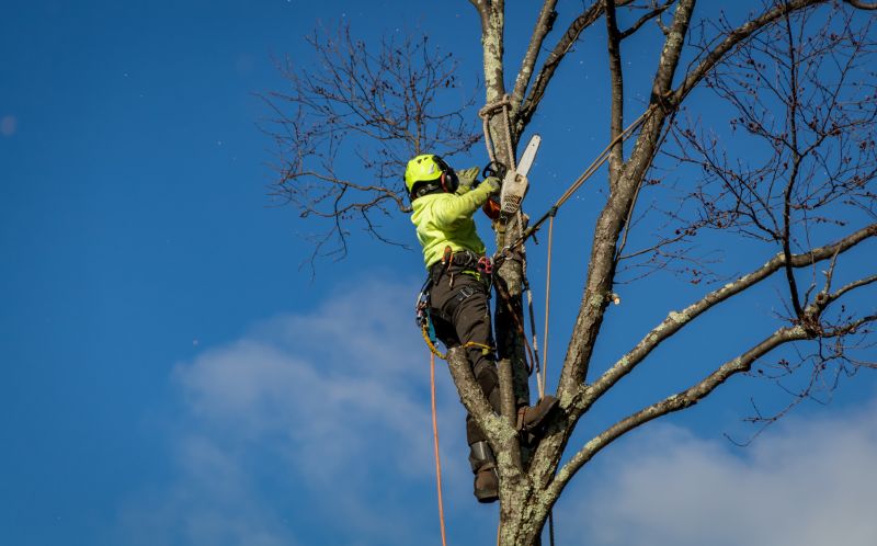 Tree Removal Expert at Work